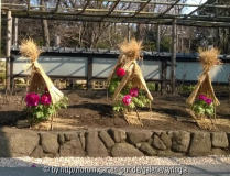 150215_02_Tokyo_Pfingstrosen.jpg