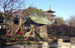 150215_04_Tokyo_Pfingstrosen.jpg