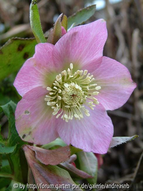 Helleborus-rosa-2015