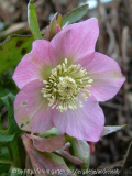 Helleborus-rosa-2015