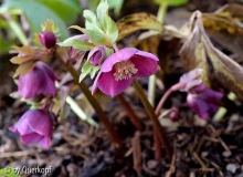 Helleborus rosa