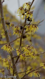 2015 Hamamelis Pallida