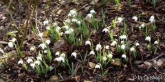 Galanthus nivalis Flore Pleno