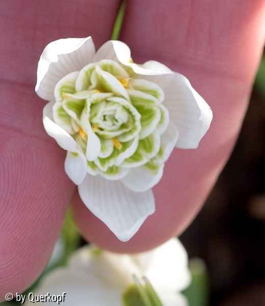 Galanthus nivalis Flore Pleno
