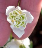 Galanthus nivalis Flore Pleno