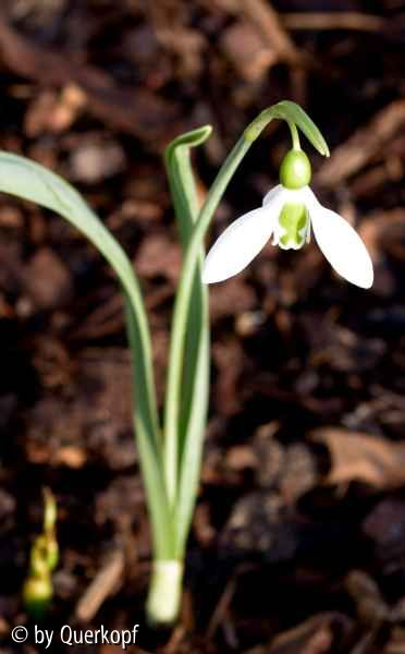 Galanthus elwesii solo