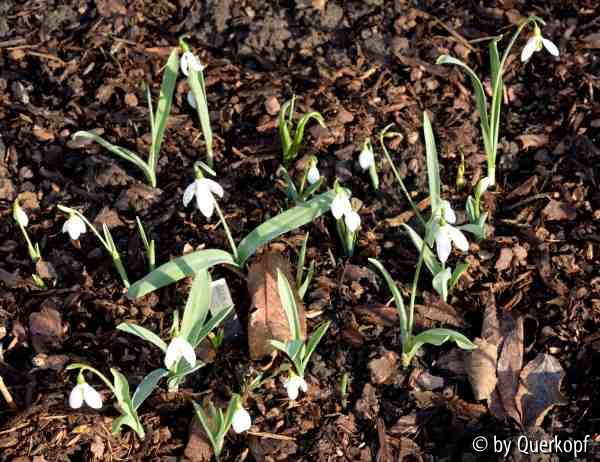 Galanthus elwesii Gruppe