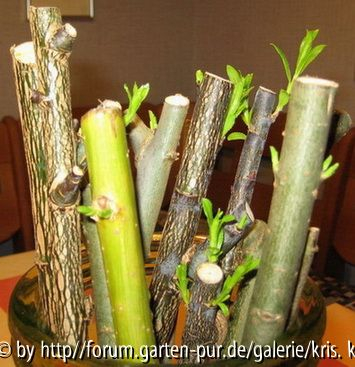 Weidenstecklinge 12 Tage nach dem Wässern.