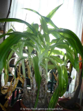 crinum, Hakenlilie