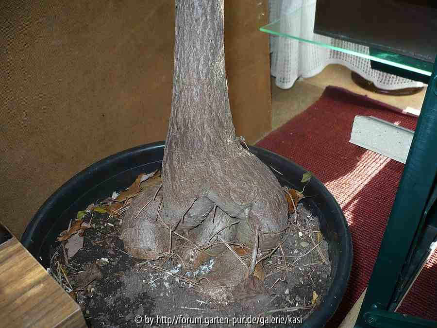  Branchychiton: seltsame Wurzel