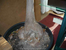  Branchychiton: seltsame Wurzel
