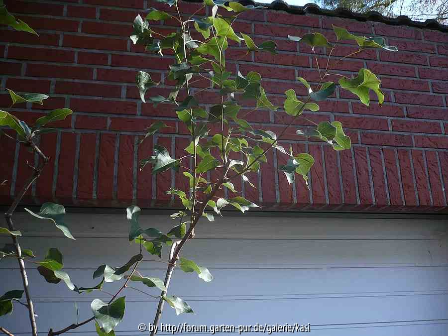 Brachychiton: So sieht das Laub aus