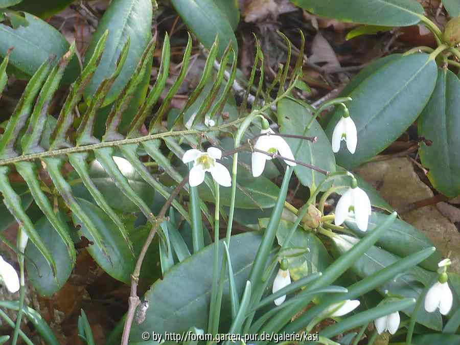 Galanthus: