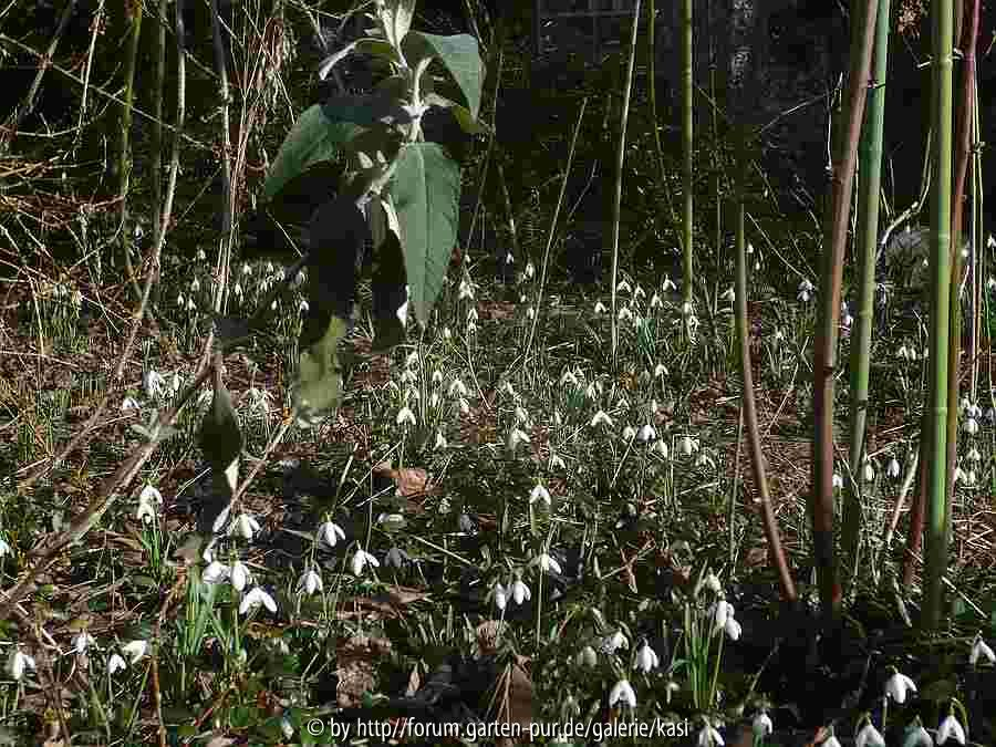 Galanthus und Eranthus 2