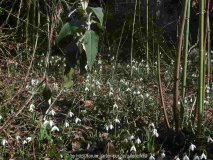Galanthus und Eranthus 2