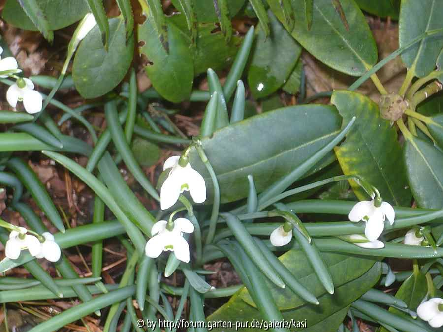 Galanthus spezial