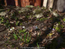 leucojum vernum 26.2.15