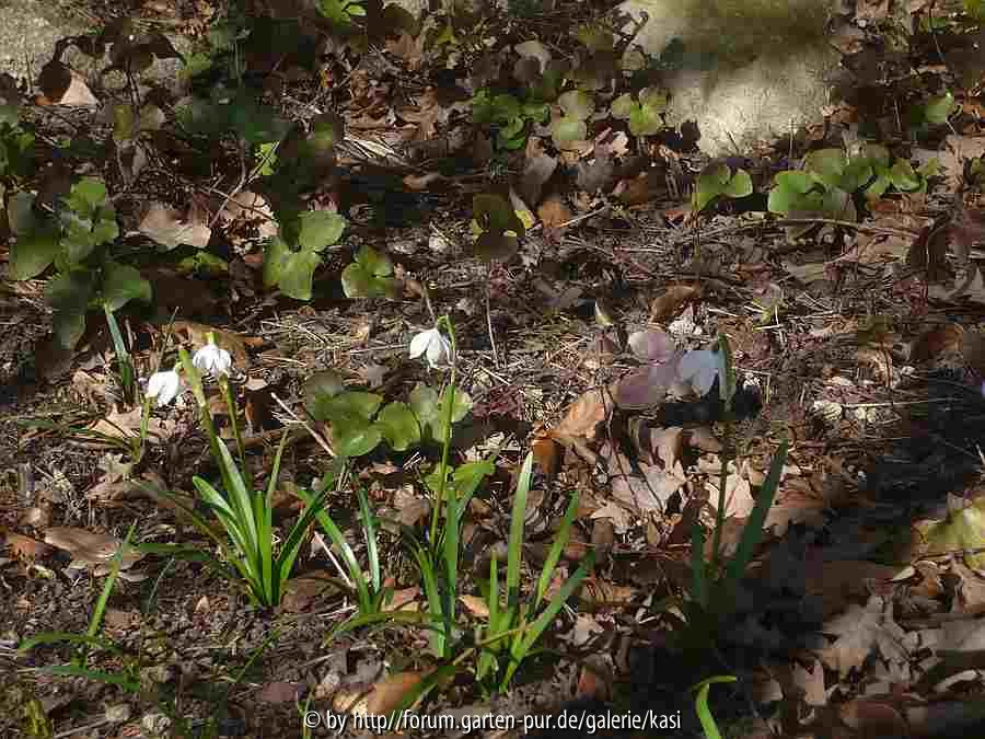 leucojum vernum  26.2.15