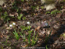 leucojum vernum 26.2.15