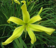 Yellow Angel