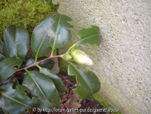 Buchtenfrass Dickmaulrüsser 1