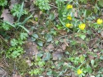 Eranthis