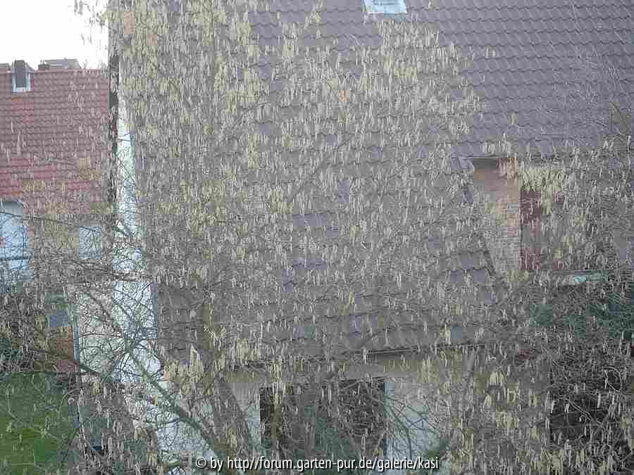 Haselnussbaum für Allergisten