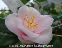 Rosiflora Cascade.jpg