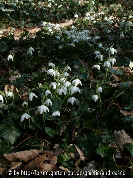Schneegloeckchen-gefuellte