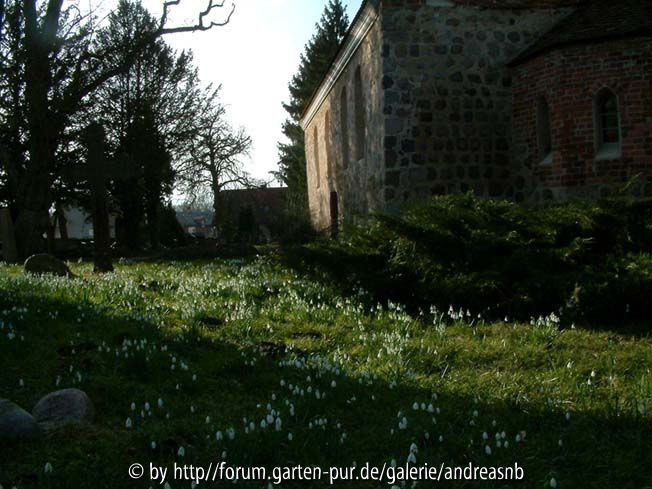 Schneegloeckchen-Friedhof