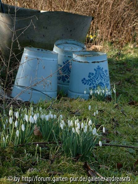 Schneegloeckchen-Eimer