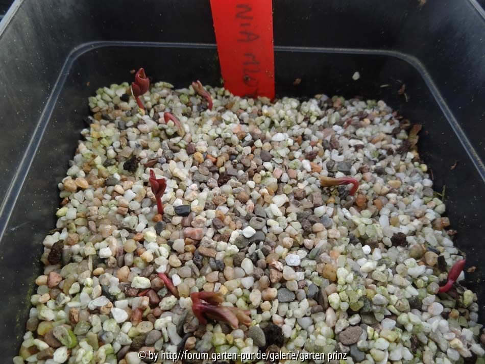 Paeonia mlokosewitschii Germination March 2015