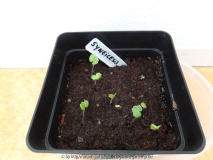 Syneilesis aconitifolia Germination Marc