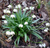 Leucojum_vernum_15-3.jpg