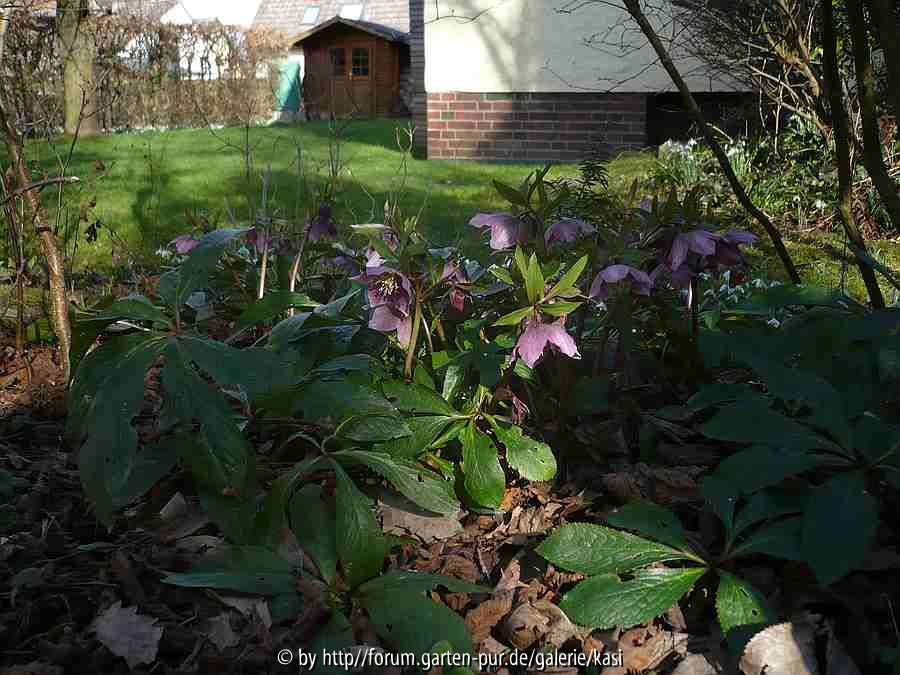 4/Helleborus