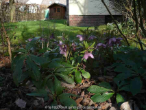 4/Helleborus