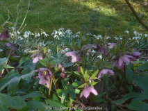 5/helleborus