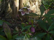 6/Helleborus