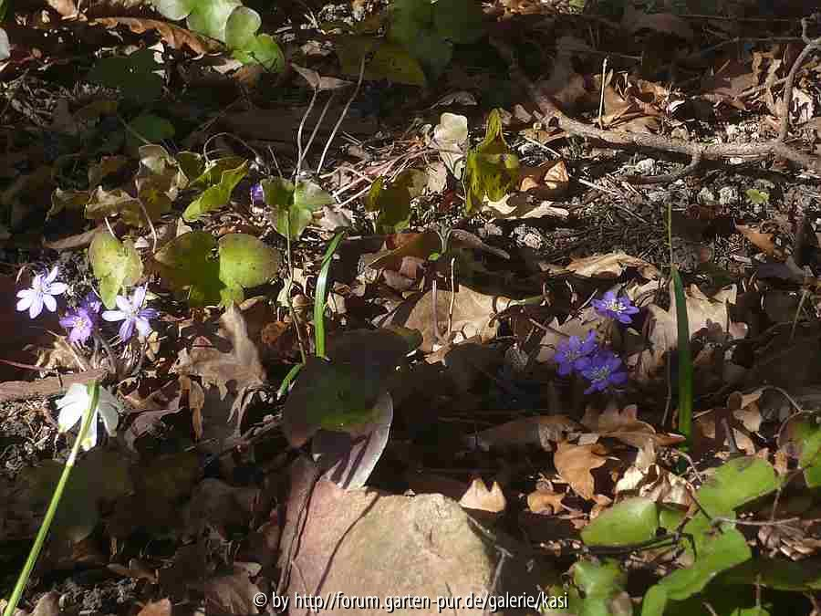 7/Hepatica