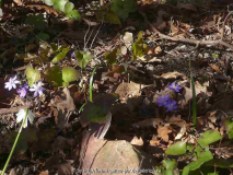 7/Hepatica