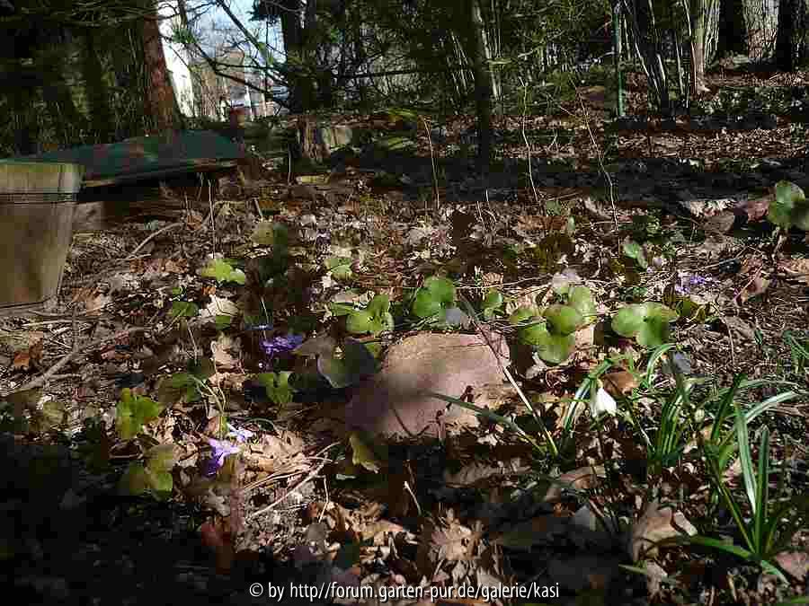 8/Hepatica