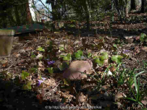 8/Hepatica
