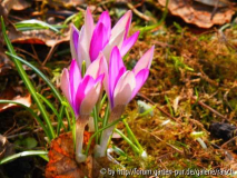 C. tomm. rosa