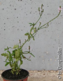 Verbena