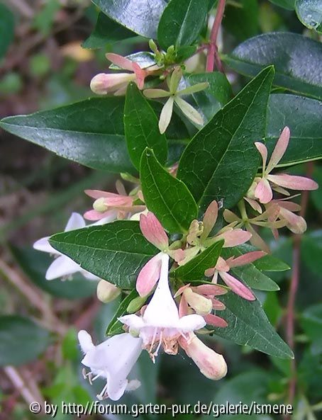 Abelia grandiflora