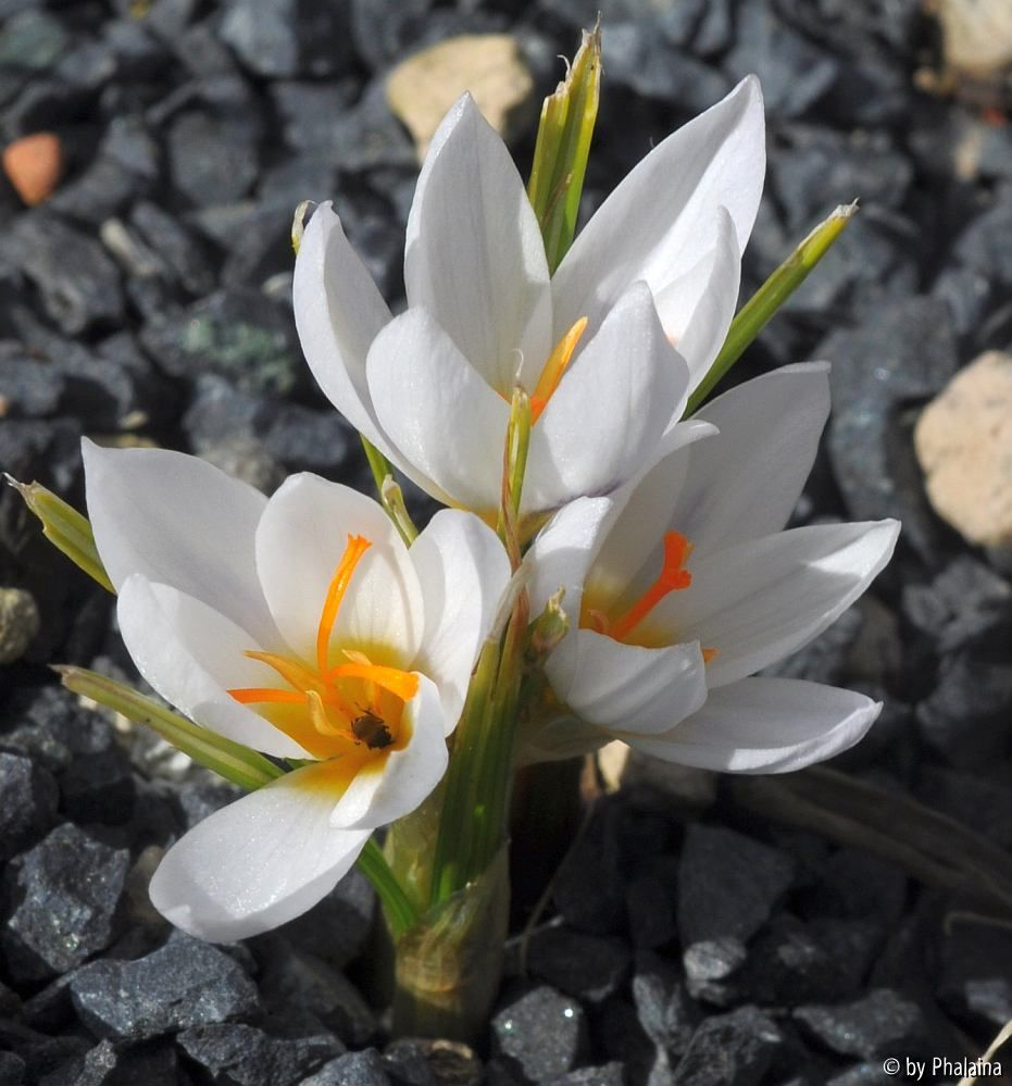Crocus x jessoppiae