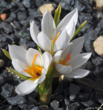Crocus x jessoppiae
