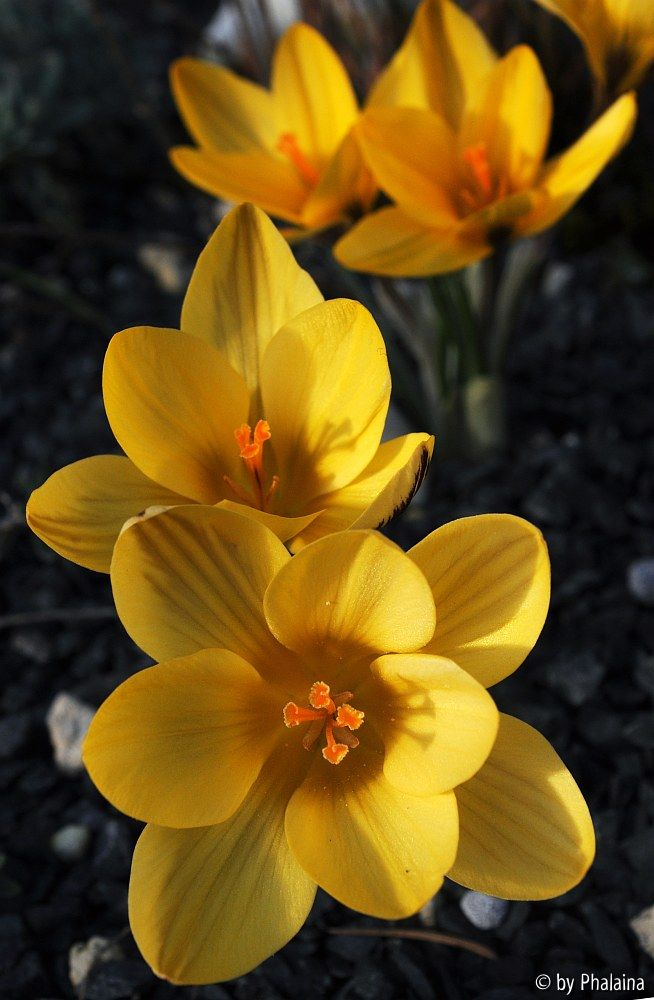 Crocus x leonidii
