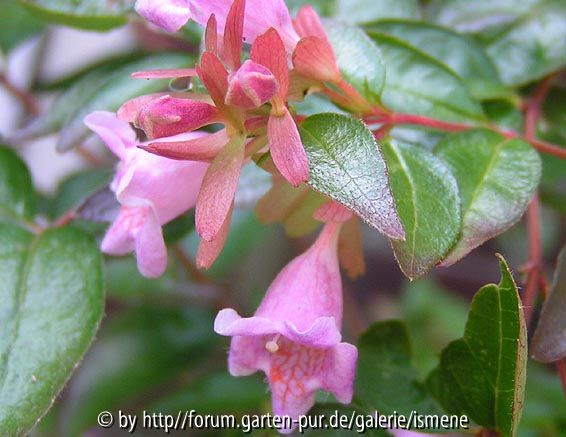 Abelia Edward Goucher