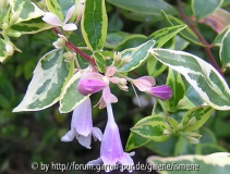 Abelia Hopley